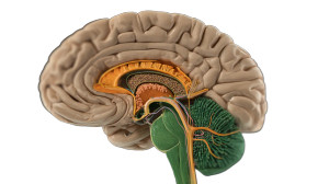 Human Brain Cross-Section Vinyl Car Decal Sticker – Waterproof & UV-Resistant 8"