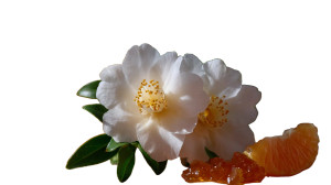Camellia And Mandarin Vinyl Car Decal Sticker – Waterproof & UV-Resistant 8" Camellia And Mandarin Vinyl Car Decal Sticker – Waterproof & UV-Resistant 8"