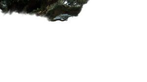 Ancient Mossy Tree Vinyl Car Decal Sticker – Waterproof & UV-Resistant 8"