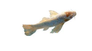 Aurora Koi Vinyl Car Decal Sticker – Waterproof & UV-Resistant 8"