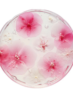 Petri Dish Petals Vinyl Car Decal Sticker – Waterproof & UV-Resistant 8"