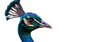 Colorful Peacock Vinyl Car Decal Sticker – Waterproof & UV-Resistant 8"