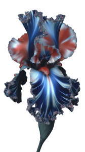 Blue Iris Close-Up Vinyl Car Decal Sticker – Waterproof & UV-Resistant 8"