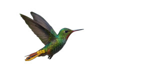Rainbow Hummingbird Flight Vinyl Car Decal Sticker – Waterproof & UV-Resistant 8"