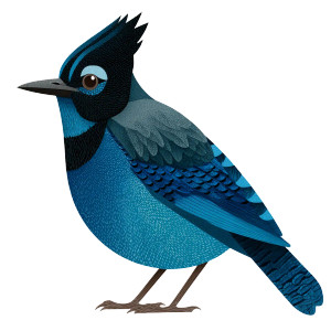 Stellar Jay Vinyl Car Decal Sticker – Waterproof & UV-Resistant 8" Stellar Jay Vinyl Car Decal Sticker – Waterproof & UV-Resistant 8"