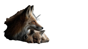 Fox Family Shelter Vinyl Car Decal Sticker – Waterproof & UV-Resistant 8"