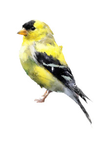 Watercolor Goldfinch Vinyl Car Decal Sticker – Waterproof & UV-Resistant 8"