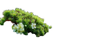 Mossy Tree Branch Vinyl Car Decal Sticker – Waterproof & UV-Resistant 8" Mossy Tree Branch Vinyl Car Decal Sticker – Waterproof & UV-Resistant 8"