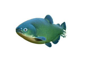 Poisson-Chat Vinyl Car Decal Sticker – Waterproof & UV-Resistant 8"