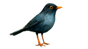 Blackbird Illustration Vinyl Car Decal Sticker – Waterproof & UV-Resistant 8"