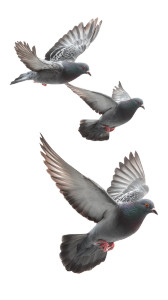 Photorealistic Pigeons Vinyl Car Decal Sticker – Waterproof & UV-Resistant 8" Photorealistic Pigeons Vinyl Car Decal Sticker – Waterproof & UV-Resistant 8"