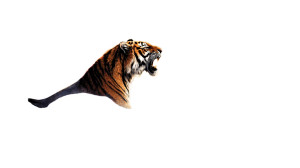 Roaring Tiger Bitcoin Vinyl Car Decal Sticker – Waterproof & UV-Resistant 8"