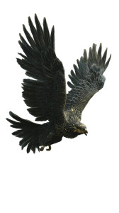 Majestic Black Phoenix V2 Vinyl Car Decal Sticker – Waterproof & UV-Resistant 8"