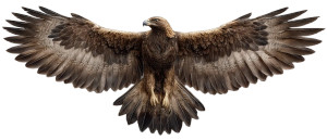 Golden Eagle Soaring V4 Vinyl Car Decal Sticker – Waterproof & UV-Resistant 8"
