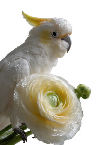 Dewy Ranunculus & Cockatoo Vinyl Car Decal Sticker – Waterproof & UV-Resistant 8"