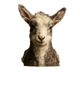 Baby Sheep Portrait Vinyl Car Decal Sticker – Waterproof & UV-Resistant 8"