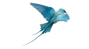 Blue Bird Flight Vinyl Car Decal Sticker – Waterproof & UV-Resistant 8"