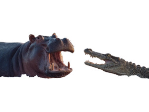 Hippo Vs Crocodile Vinyl Car Decal Sticker – Waterproof & UV-Resistant 8" Hippo Vs Crocodile Vinyl Car Decal Sticker – Waterproof & UV-Resistant 8"