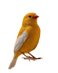 Ornate Relief Bird Vinyl Car Decal Sticker – Waterproof & UV-Resistant 8"