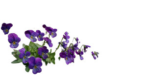 Viola Tricolors Cliff Vinyl Car Decal Sticker – Waterproof & UV-Resistant 8"