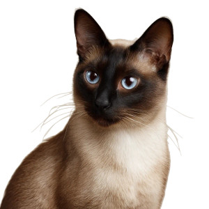 Siamese Cat V2 Vinyl Car Decal Sticker – Waterproof & UV-Resistant 8"