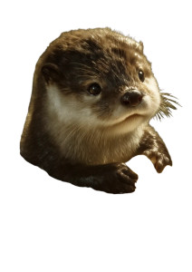 Happy Baby Otter V2 Vinyl Car Decal Sticker – Waterproof & UV-Resistant Happy Baby Otter V2 Vinyl Car Decal Sticker – Waterproof & UV-Resistant