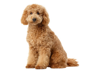 Cute Poodle Vinyl Car Decal Sticker – Waterproof & UV-Resistant 8"