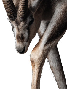 Gazelle Leg Vinyl Car Decal Sticker – Waterproof & UV-Resistant 8"