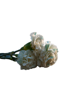 White Carnations Bouquet Vinyl Car Decal Sticker – Waterproof & UV-Resistant 8" White Carnations Bouquet Vinyl Car Decal Sticker – Waterproof & UV-Resistant 8"