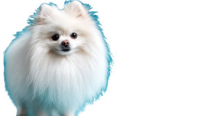 Fluffy White Pomeranian Vinyl Car Decal Sticker – Waterproof & UV-Resistant 8" Fluffy White Pomeranian Vinyl Car Decal Sticker – Waterproof & UV-Resistant 8"