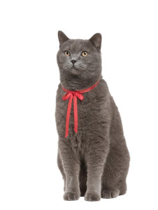 Confident British Shorthair Vinyl Car Decal Sticker – Waterproof & UV-Resistant 8"