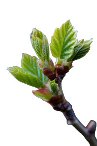 Spring First Leaves Vinyl Car Decal Sticker – Waterproof & UV-Resistant 8"