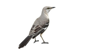 Northern Mockingbird Vinyl Car Decal Sticker – Waterproof & UV-Resistant 8"
