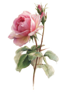 Pink Rose Drawing Vinyl Car Decal Sticker – Waterproof & UV-Resistant 8"