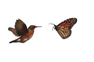 Hummingbirds And Butterflies Vinyl Car Decal Sticker – Waterproof & UV-Resistant 8"