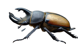 Eastern Hercules Beetle Vinyl Car Decal Sticker – Waterproof & UV-Resistant 8" Eastern Hercules Beetle Vinyl Car Decal Sticker – Waterproof & UV-Resistant 8"