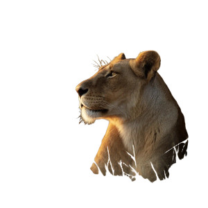 Lion With Cubs Vinyl Car Decal Sticker – Waterproof & UV-Resistant 8" Lion With Cubs Vinyl Car Decal Sticker – Waterproof & UV-Resistant 8"