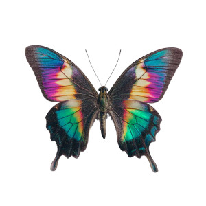 Iridescent Butterfly Vinyl Car Decal Sticker – Waterproof & UV-Resistant 8"