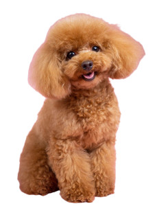 Fluffy Poodle Portrait Vinyl Car Decal Sticker – Waterproof & UV-Resistant 8"