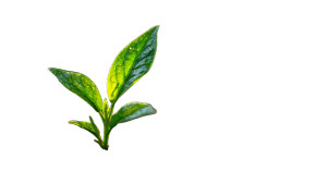 Green Sprout Emerges Vinyl Car Decal Sticker – Waterproof & UV-Resistant 8"