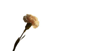 White Carnation Still Vinyl Car Decal Sticker – Waterproof & UV-Resistant 8"