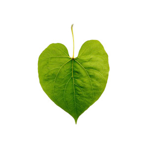 Green Bodhi Leaf Vinyl Car Decal Sticker – Waterproof & UV-Resistant 8"