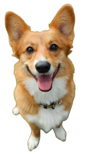 Smiling Corgi Vinyl Car Decal Sticker – Waterproof & UV-Resistant 8"
