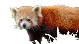 Red Panda Vinyl Car Decal Sticker – Waterproof & UV-Resistant 8"