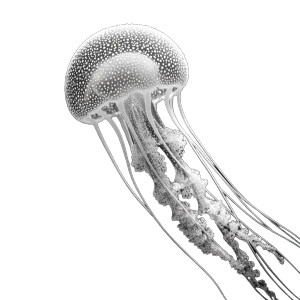 Glowing Jellyfish V5 Vinyl Car Decal Sticker – Waterproof & UV-Resistant 8"