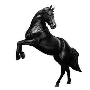 Black Race Horse Vinyl Car Decal Sticker – Waterproof & UV-Resistant 8"