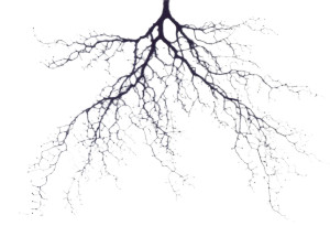 Branching Tree Vinyl Car Decal Sticker – Waterproof & UV-Resistant 8"