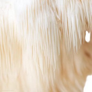 Lion'S Mane Mushroom Vinyl Car Decal Sticker – Waterproof & UV-Resistant 8"