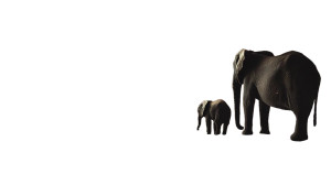 Elephant Duo V2 Vinyl Car Decal Sticker – Waterproof & UV-Resistant 