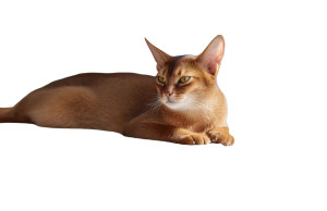 Abyssinian Cat Lounging Vinyl Car Decal Sticker – Waterproof & UV-Resistant 